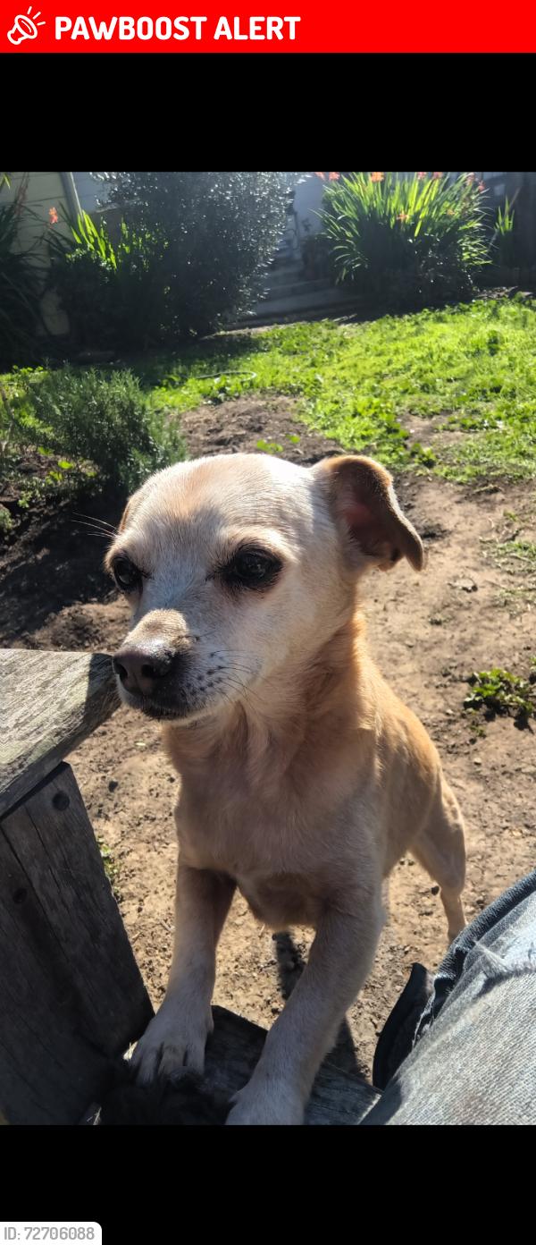 Lost Female Dog last seen Claremont Ave and Hillside Ave, South San Francisco, CA 94080