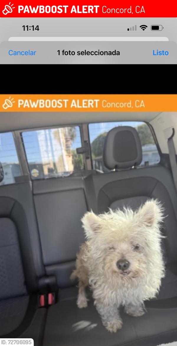 Lost Male Dog last seen Concord , Concord, CA 94519