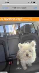 Lost Male Dog last seen Concord , Concord, CA 94519