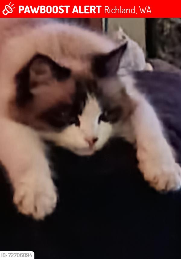 Lost Male Cat last seen Marshall, Richland, WA 99354