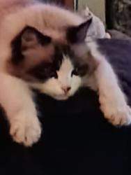 Lost Male Cat last seen Marshall, Richland, WA 99354