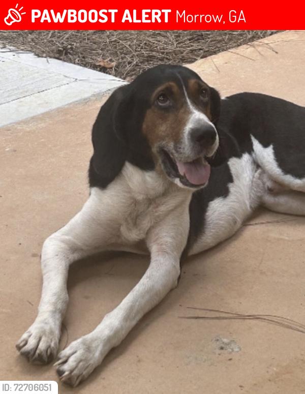 Lost Male Dog last seen Harbin Woods subdivision between Lake Harbin Road and old Rex Morrow Road, Morrow, GA 30260