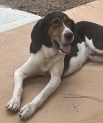 Lost Male Dog last seen Harbin Woods subdivision between Lake Harbin Road and old Rex Morrow Road, Morrow, GA 30260