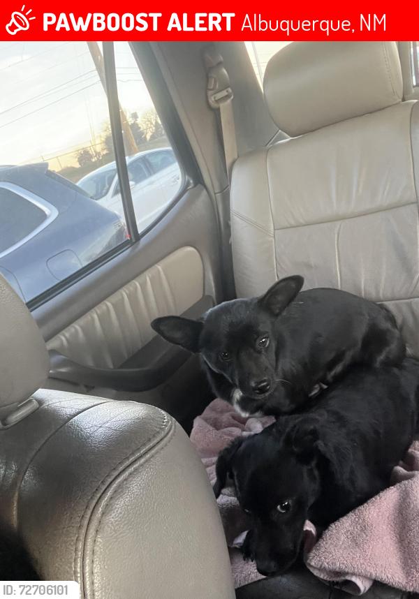 Lost Male Dog last seen Central Atrisco , Albuquerque, NM 87105