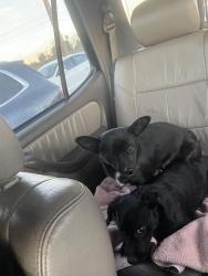 Lost Male Dog last seen Central Atrisco , Albuquerque, NM 87105