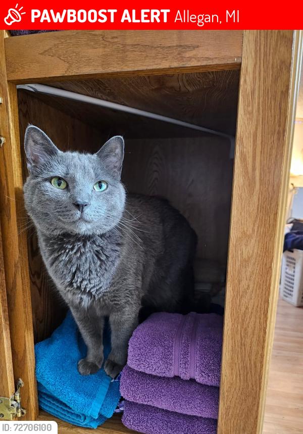 Lost Male Cat last seen New bridge, Allegan, MI 49010