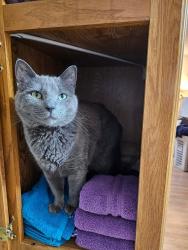 Lost Male Cat last seen New bridge, Allegan, MI 49010