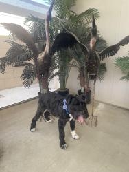 Lost Male Dog last seen Kingsley and Lincoln in East Anaheim, Anaheim, CA 92806