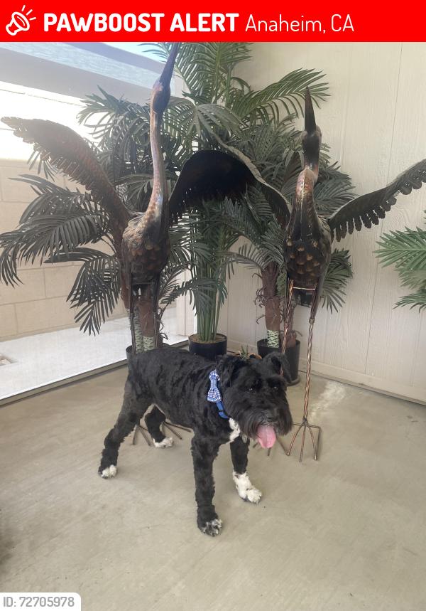 Lost Male Dog last seen Kingsley and Lincoln in East Anaheim, Anaheim, CA 92806