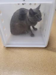 Shelter Stray Female Cat last seen ST CHARLES CO, St. Peters, MO 63376