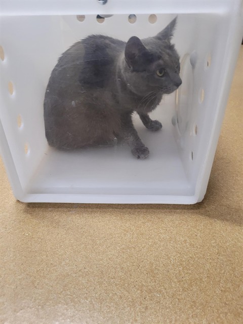 Shelter Stray Female Cat last seen ST CHARLES CO, St. Peters, MO 63376