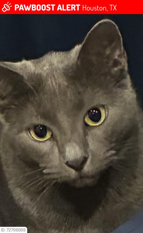 Lost Female Cat last seen Rice Blvd & Belmont St - West University Area, Houston, TX 77005