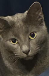 Lost Female Cat last seen Rice Blvd & Belmont St - West University Area, Houston, TX 77005