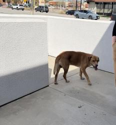 Found/Stray Male Dog last seen San Gabriel, , San Gabriel, CA 91776