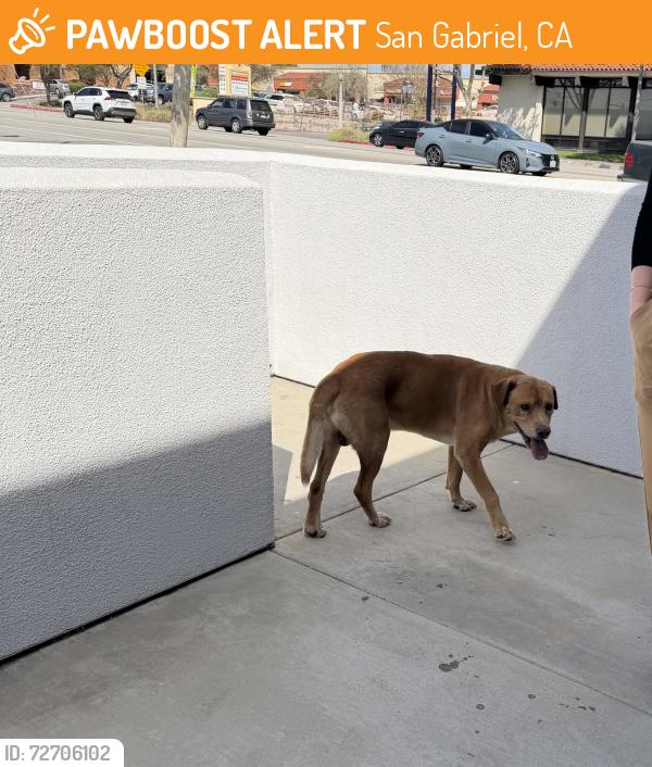 Found/Stray Male Dog last seen San Gabriel, , San Gabriel, CA 91776