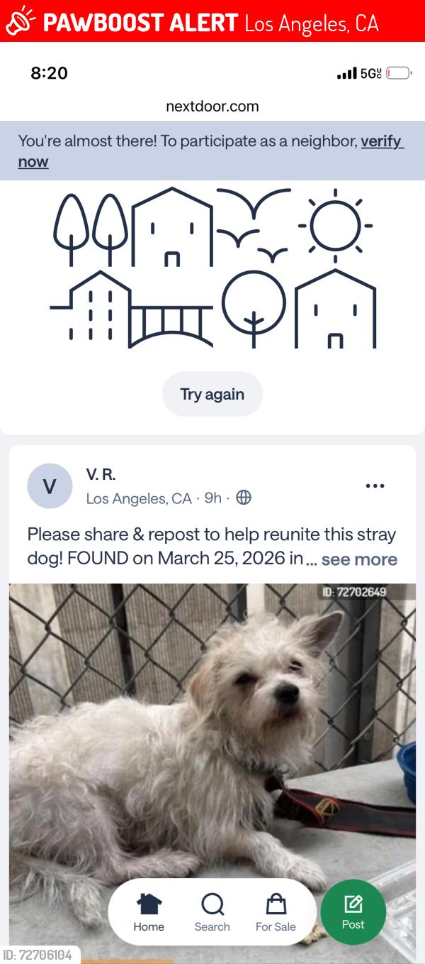 Lost Male Dog last seen Pico train station , Los Angeles, CA 90015