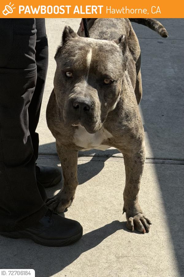 Found/Stray Male Dog last seen Near West 115th St, Hawthorne, CA 90250