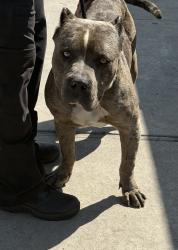 Found/Stray Male Dog last seen Near West 115th St, Hawthorne, CA 90250