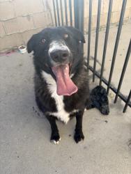 Found/Stray Male Dog last seen 10th street W, Lancaster, CA 93536