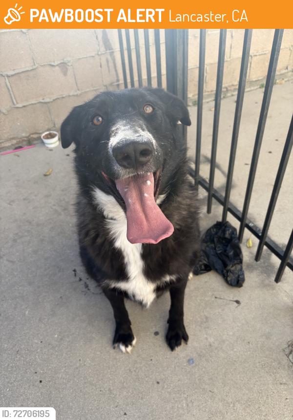 Found/Stray Male Dog last seen 10th street W, Lancaster, CA 93536