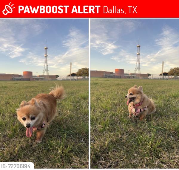 Lost Female Dog last seen Woodleaf Dr, 75227, Dallas, TX 75227