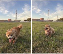 Lost Female Dog last seen Woodleaf Dr, 75227, Dallas, TX 75227