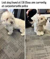 Found/Stray Unknown Dog last seen Helm wood, Carpentersville, IL 60110