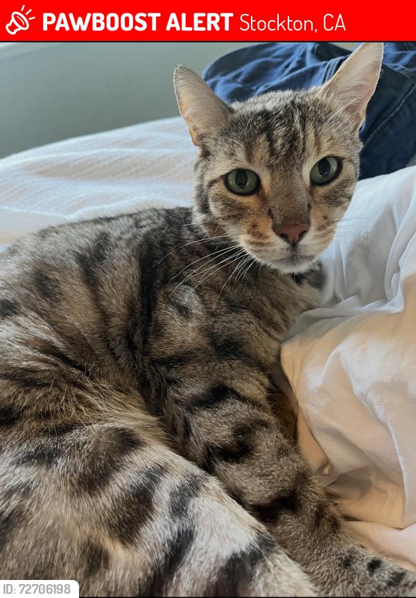Lost Male Cat last seen The Pointe, Stockton, CA 95219