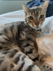 Lost Male Cat last seen The Pointe, Stockton, CA 95219
