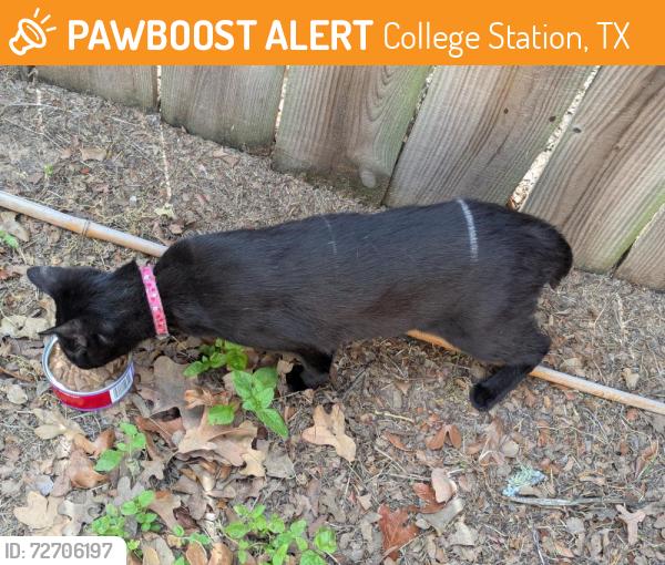 Found/Stray Unknown Cat last seen Near West and San Benito , College Station, TX 77840