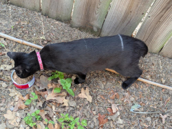 Found/Stray Unknown Cat last seen Near West and San Benito , College Station, TX 77840