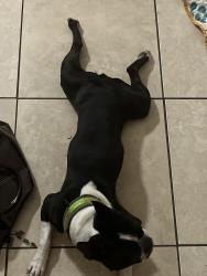 Found/Stray Male Dog last seen Saint william ln 77084, Houston, TX 77084