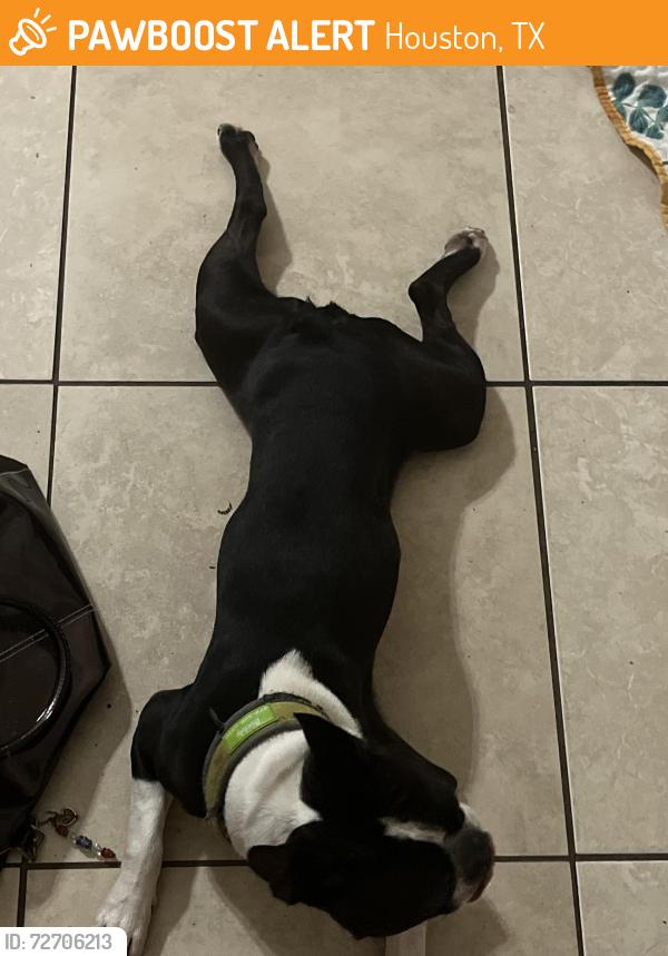 Found/Stray Male Dog last seen Saint william ln 77084, Houston, TX 77084
