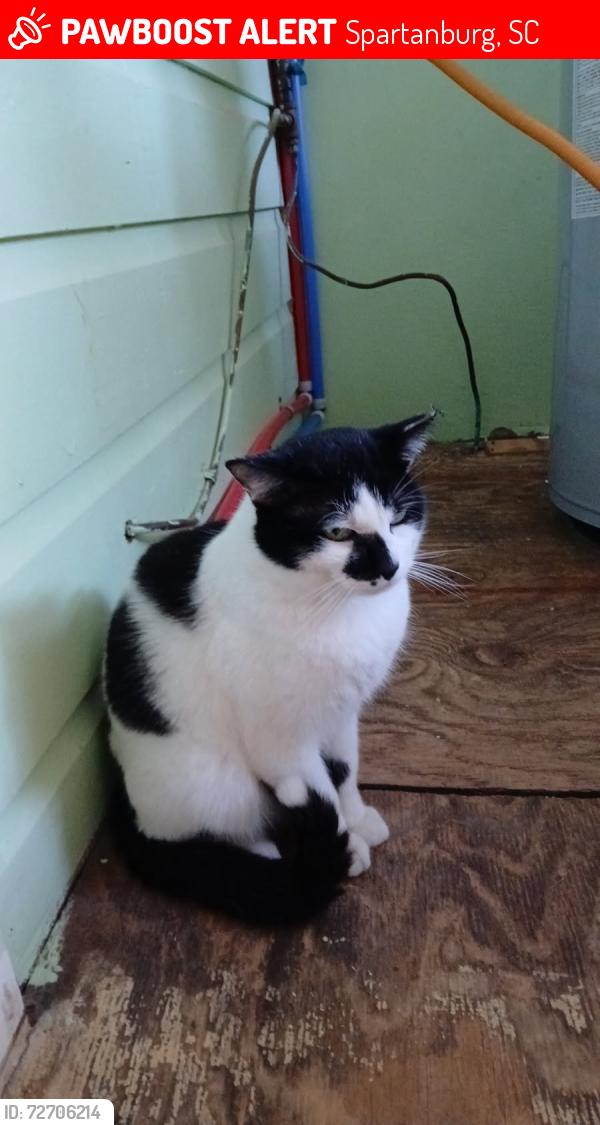 Lost Male Cat last seen Belvedere Drive, Spartanburg, SC 29301