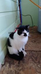 Lost Male Cat last seen Belvedere Drive, Spartanburg, SC 29301