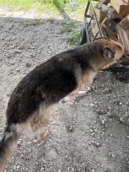 Found/Stray Female Dog last seen Dobbin Hufsmith Dollar General, Magnolia, TX 77354