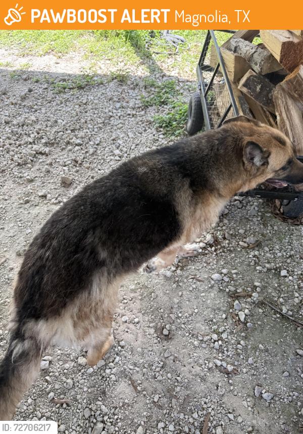 Found/Stray Female Dog last seen Dobbin Hufsmith Dollar General, Magnolia, TX 77354