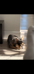 Lost Male Dog last seen 87th and South Euclid , Chicago, IL 60617