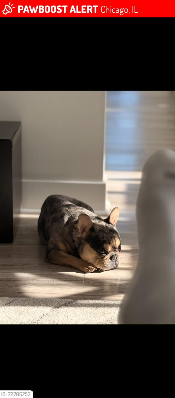 Lost Male Dog last seen 87th and South Euclid , Chicago, IL 60617