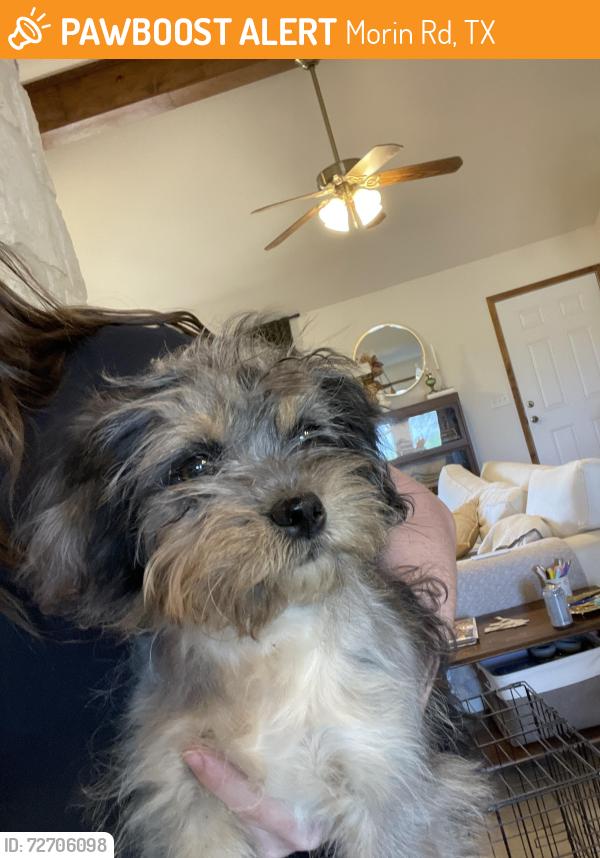 Found/Stray Female Dog last seen On Morin Road in Von Ormy TX, Morin Rd, TX 78073