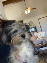 Found/Stray Female Dog last seen On Morin Road in Von Ormy TX, Morin Rd, TX 78073