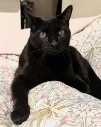 Lost Male Cat last seen Shields and Prospect, Fort Collins, CO 80526
