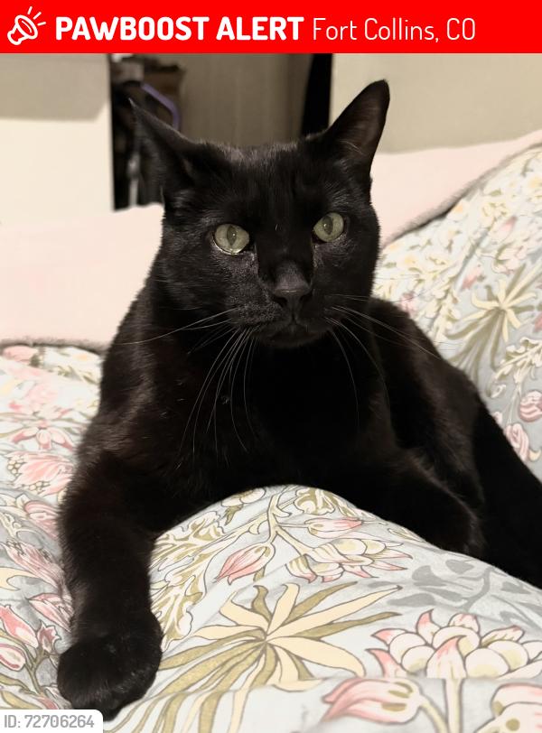 Lost Male Cat last seen Shields and Prospect, Fort Collins, CO 80526