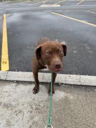 Found/Stray Female Dog last seen W Outer Dr & Sorrento, Detroit, MI 48235