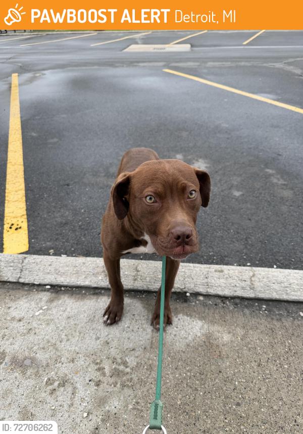 Found/Stray Female Dog last seen W Outer Dr & Sorrento, Detroit, MI 48235