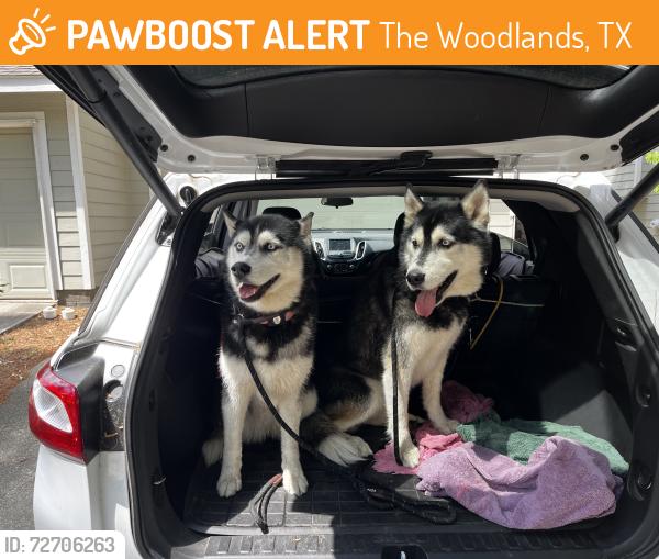 Found/Stray Male Dog last seen Cattail Park, The Woodlands, TX 77381