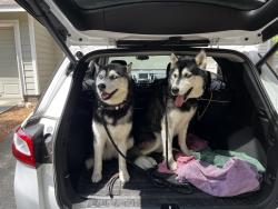 Found/Stray Male Dog last seen Cattail Park, The Woodlands, TX 77381