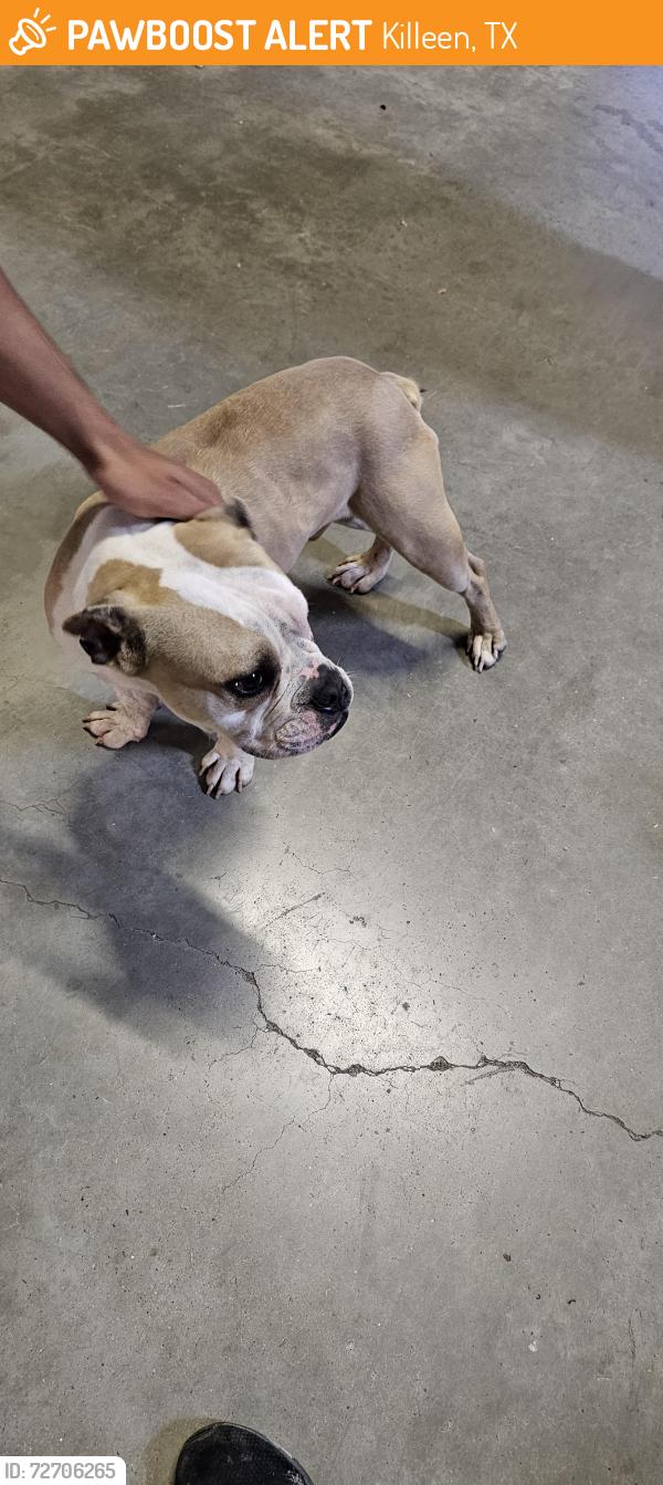 Found/Stray Male Dog last seen Inside ellis air system, Killeen, TX 76541