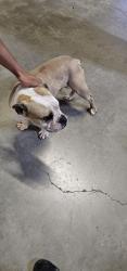 Found/Stray Male Dog last seen Inside ellis air system, Killeen, TX 76541