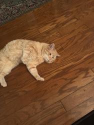 Lost Male Cat last seen Peeksville, Locust Grove, GA 30248